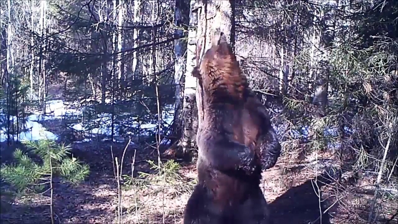 Танцующий медведь (vhs video)