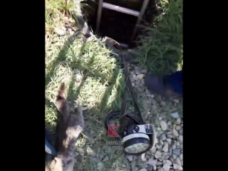 Спасатели вытащили котенка из колодца mp4