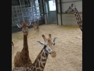 Baby giraffes everywhere!