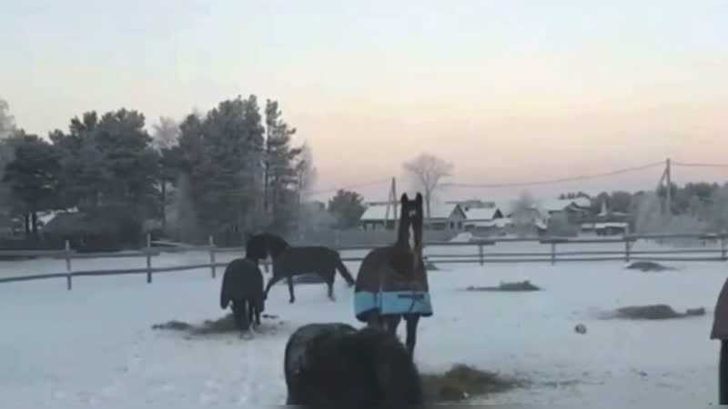 30° в конном клубе «гринпис» 🤪🐴