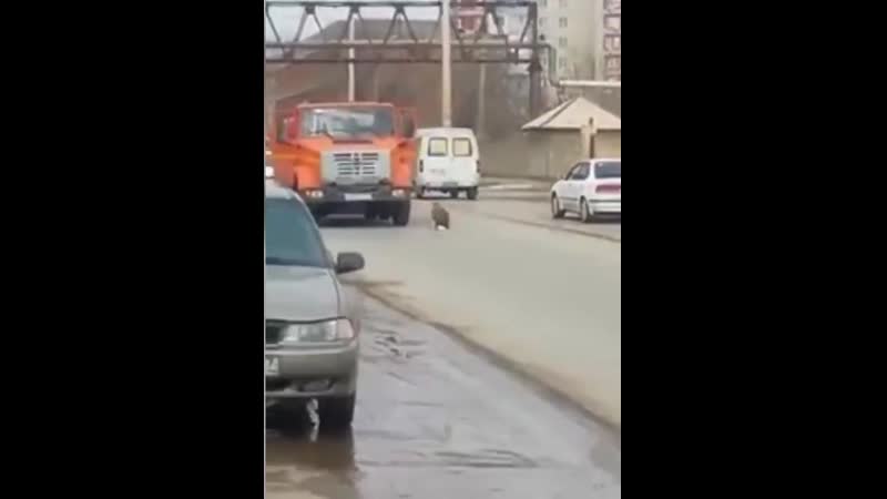 В астрахани орлан со сломанным крылом устроил гонки с человеком и остановил автомобильное движение