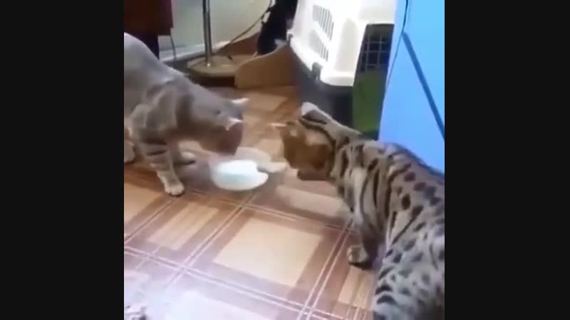 Вежливые котики