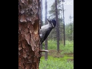 Скрытые камеры в лесах канады и смешные звери