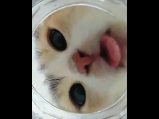 Это милее всего, что я видел за последнее время