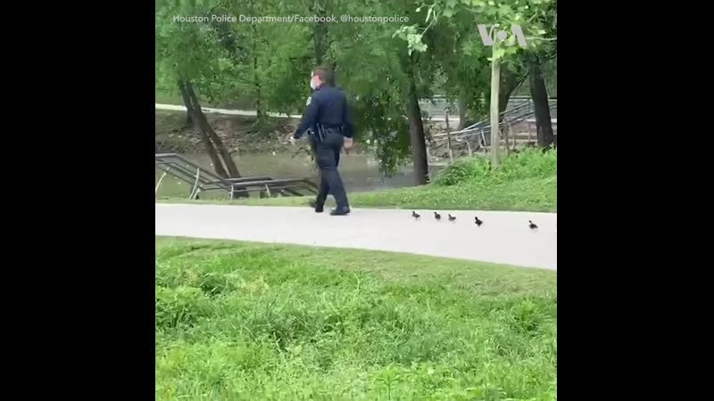 Полицейский и утята