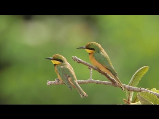 Little bee eater / карликовая щурка / merops pusillus