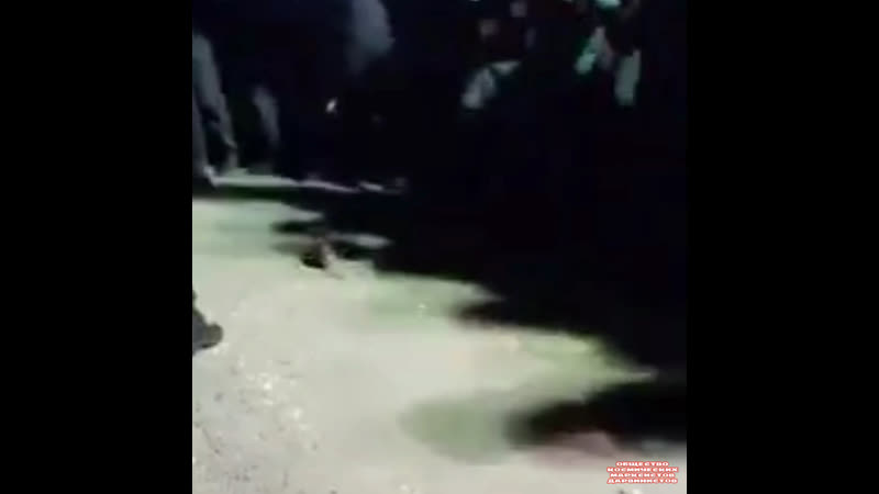 Грызун антисемит и хасиды неизведанная азия