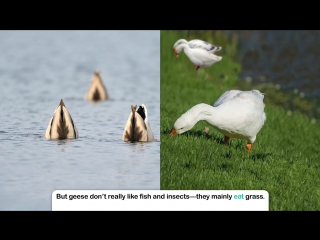 Quack! honk! learn all about ducks and geese in this educational video