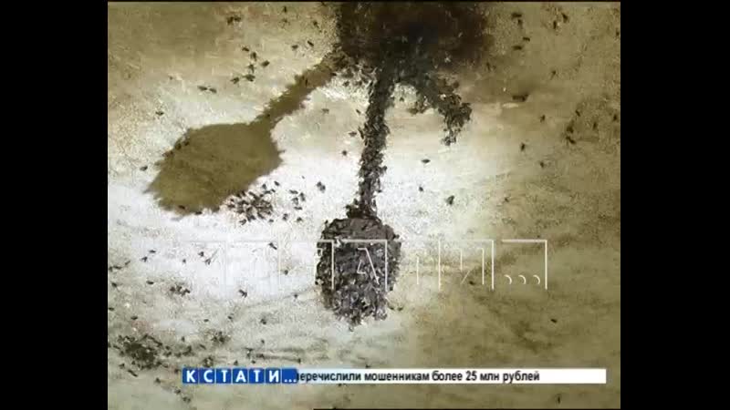 Квартиру ужасов приводят в порядок в нижегородском районе