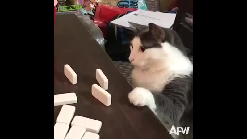 Dumpert kat kan niet tegen verlies