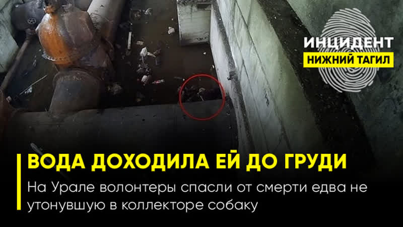 На урале волонтеры спасли от смерти едва не утонувшую в коллекторе молодые