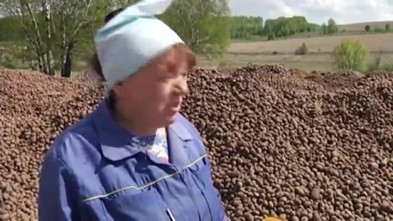Под нижним новгородом посреди поля "выросла" огромная картофельная гряда