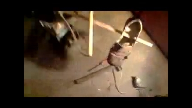 Жрецы железного лома