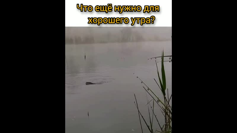 Утренняя зорька mp4