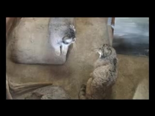 Драка двух манулов