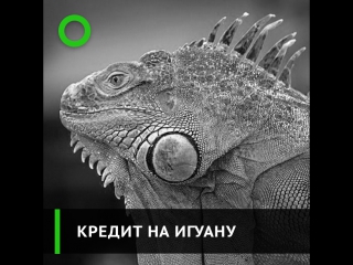 На что россияне берут микрокредиты?