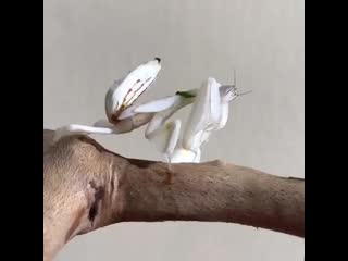 Natures video 1552893871513 mp4