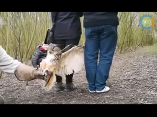 Тренироа филина