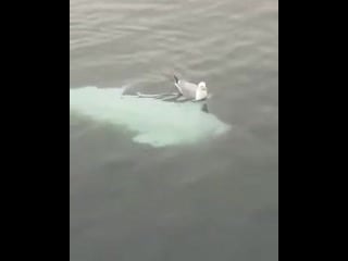 A beluga whale giving a seagull gentle nibbles