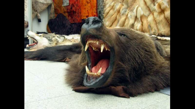 После молодые медведя браконьер растянул его шкуру у себя в бане