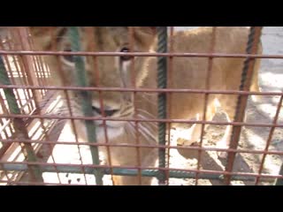 Киара и эльза с симой в ркцентре «велес»