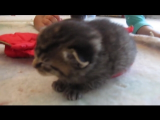 2 5 week baby kitten hissing at me too funny