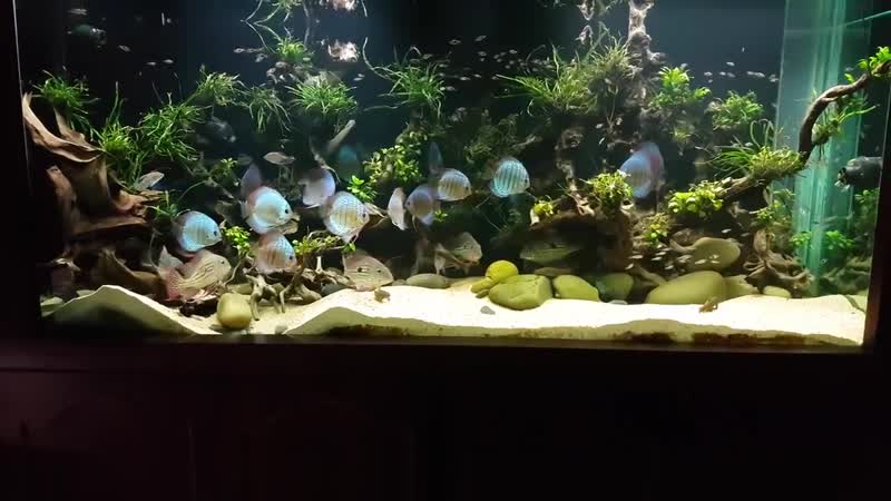 Magic discus world ♥ enjoy this awesome video by siddhartha saive speakers on !!!