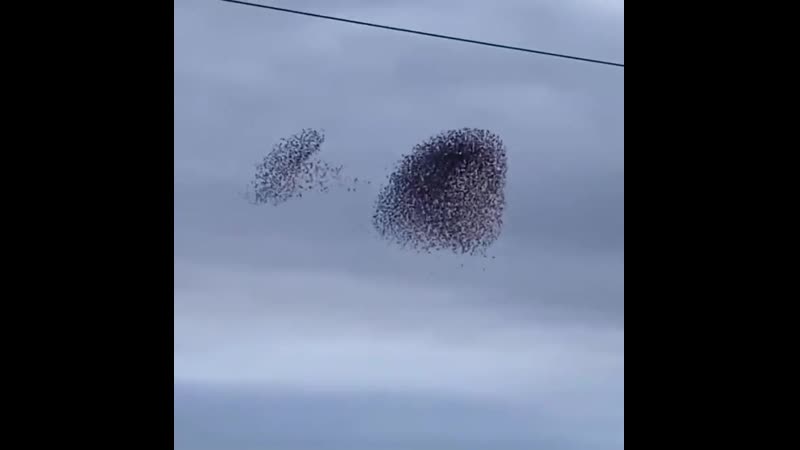 Битва в воздухе скворцы реагируют на приближение хищной птицы (vhs video)