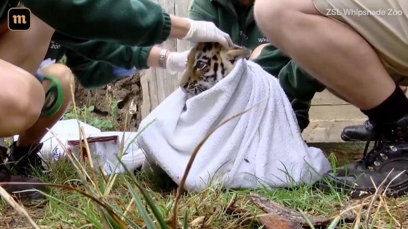 Амурские тигры пришли на медосмотр