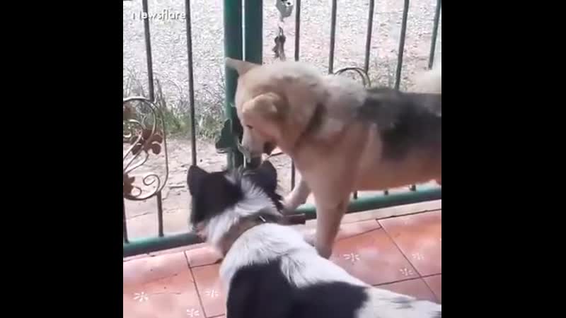 Стремление к свободе