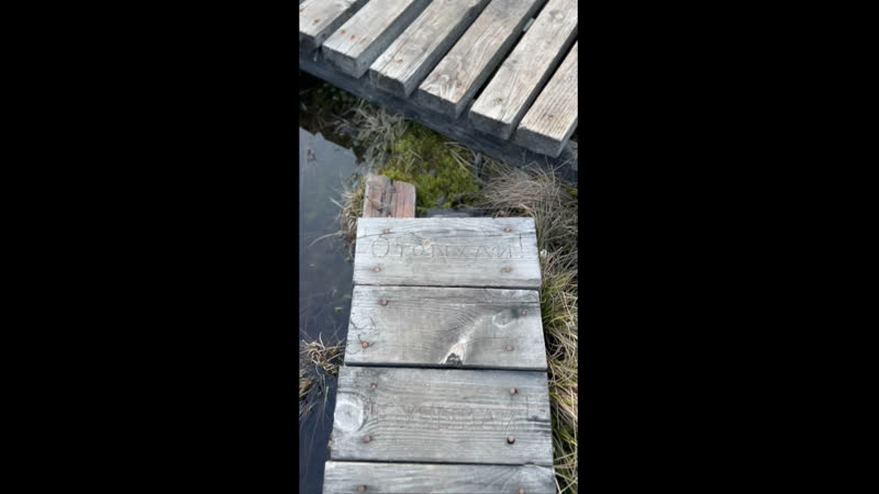 Сосновское болото ленобласть видео от сосново live