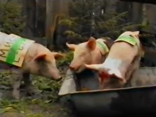 Three piglets 4