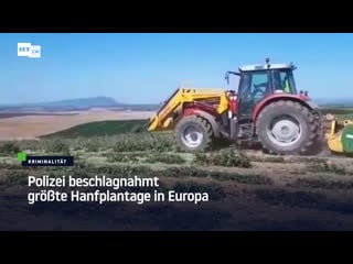 Spanien polizei beschlagnahmt grösste hanfplantage in europa