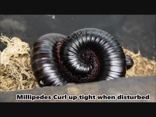 Giant african millipede up close and under the microscope