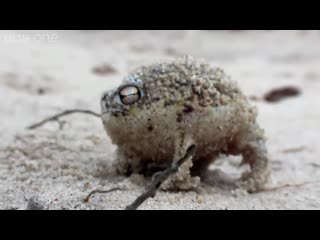 A tiny angry squeaking frog 🐸 super cute porn bbc