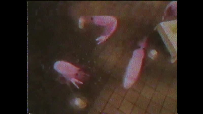 Еби меня по китайски(phonk edition)