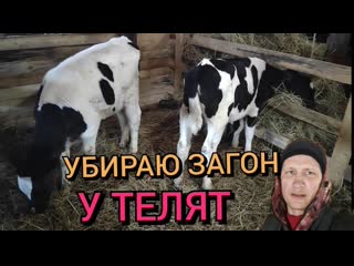 Уборка у телят в загоне встречаем маму из больнице