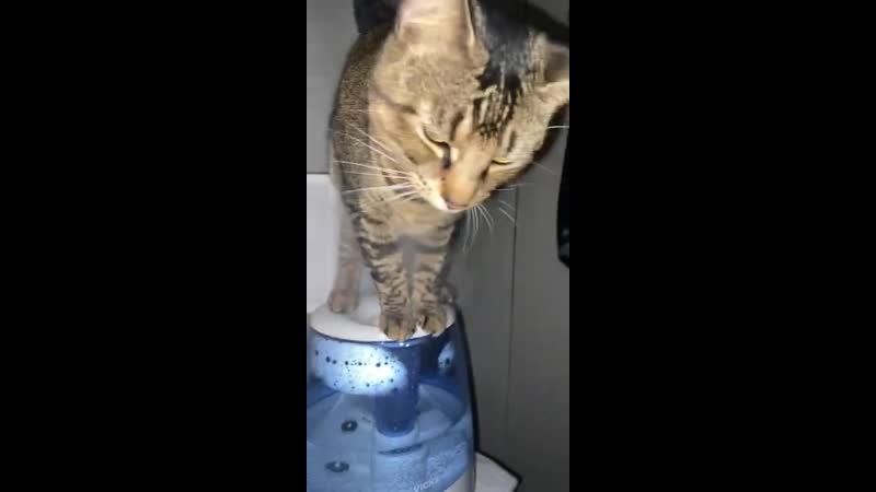 Увлажнитель воздуха