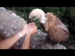 Local couple in greece came across a parched griffon vulture and set about helping it