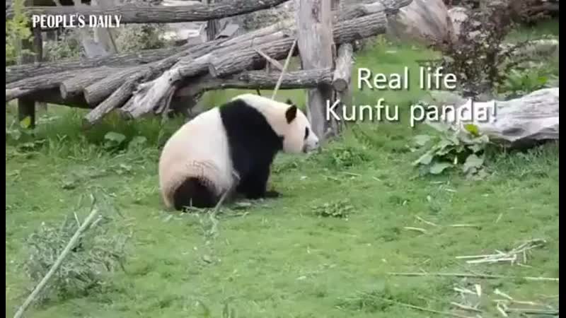 Panda porn video – Kung fu panda 🐼