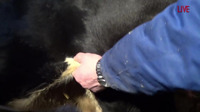 Консервация вымени у коровы conservation of the udder of a cow