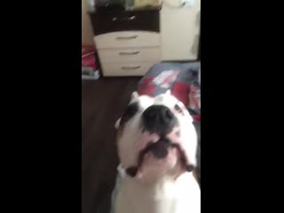 Warrior spirit honey blossom ( рой ) ( ghw ureula vennidor sozvezdiye magii zhemchuzhnyy amulet )