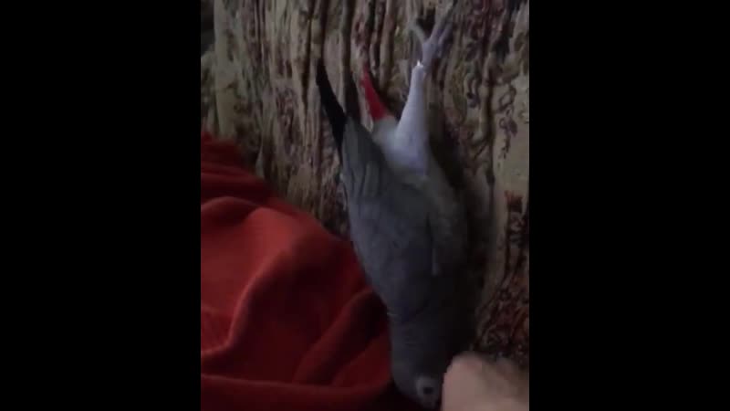 Пернатый балованный хитрюга