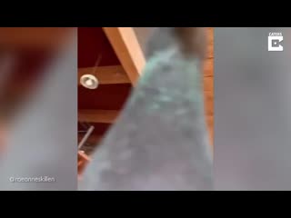 [caters clips] concerned pigeon checks on owner lying on floor