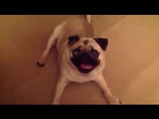 Pug severely protests bedtime