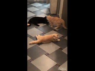 Марик, моркоин и аврора, питомник plush blue ray