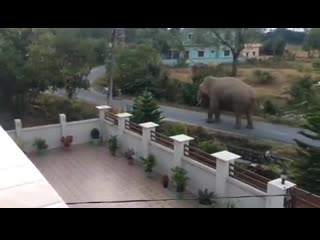 Today an elephant was seen taking a stroll in dehradun, india