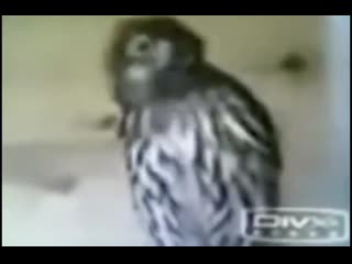 Свинья флексит под кокоджамба