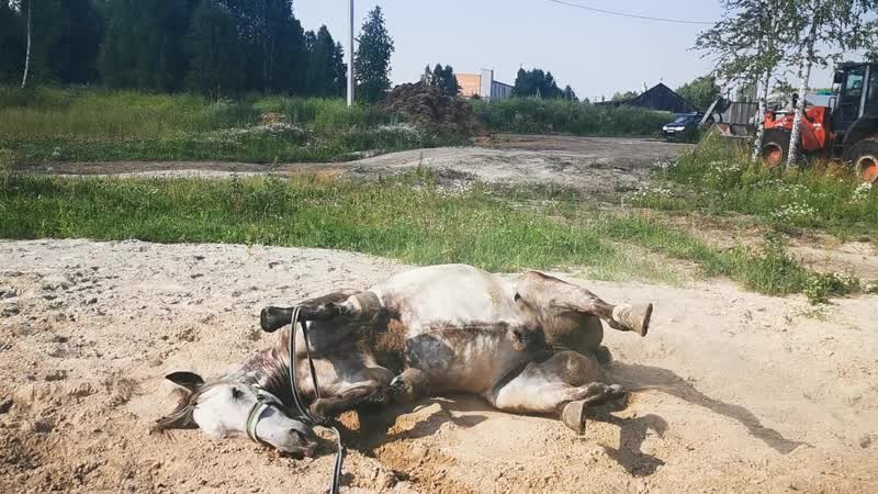 Горькоа, грохот валяется в жаркий денек