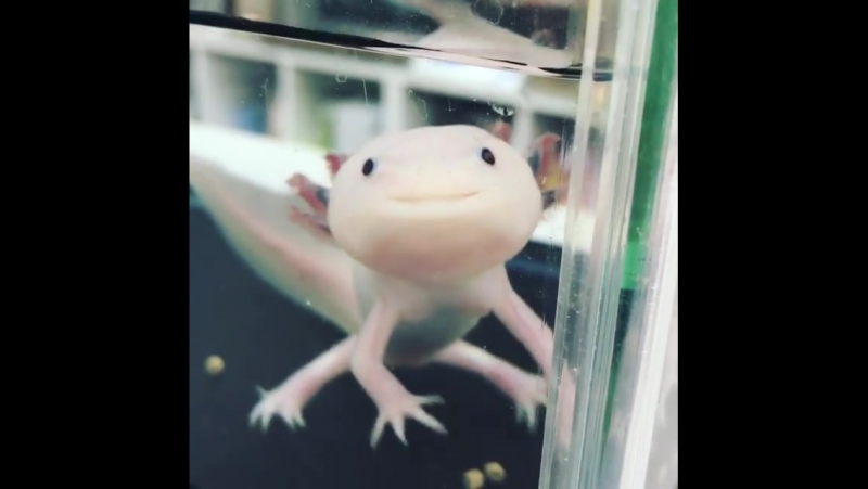 Аксолотль очень хочет к тебе